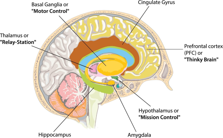 A cut-through image of the brain with the different parts mentioned such as, hypothalamus, hippocampus and basal ganglia. It is part of the blog " the psychology of great onboarding" .